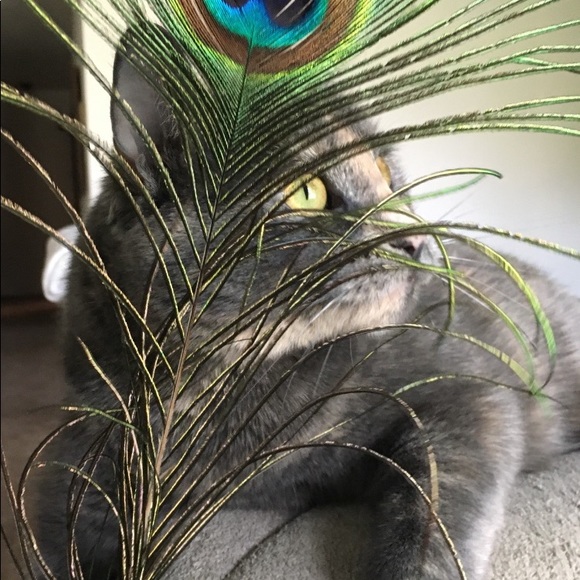 Meet your Posher, Nicole - Picture 7 of 8